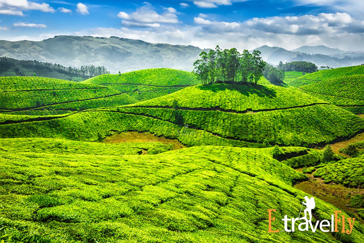 Munnar Kerala – Top Rated Paradise in the World