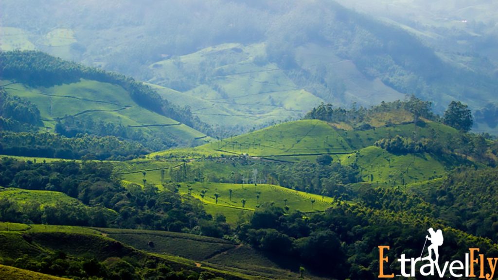 Munnar is  A Luxurious Way to Enjoy Your Stay
