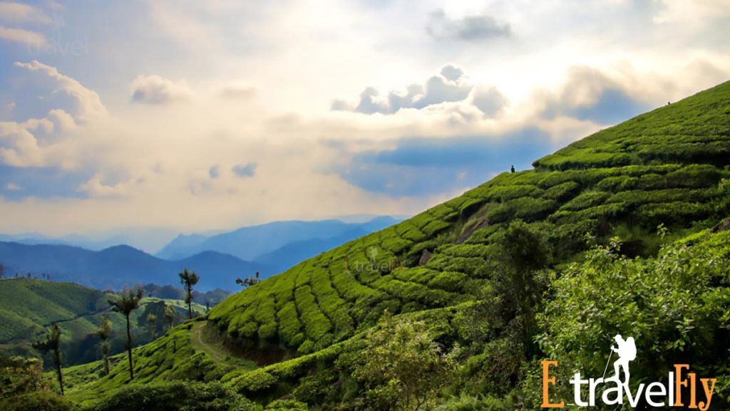 Munnar Varkala, And Thrissur Main Attractions Tourist Place In Kerala