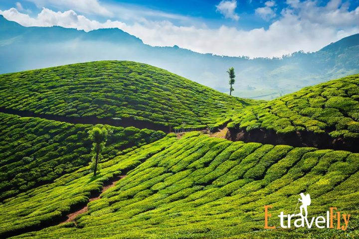 Munnar packeges
