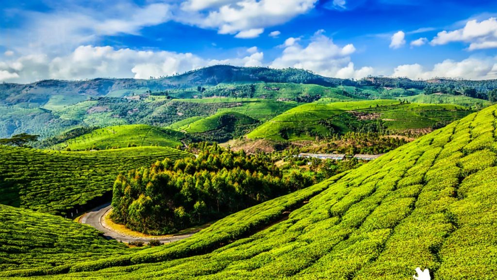 Munnar is Most Mesmerizing Attractions to Visit on a Kerala Honeymoon