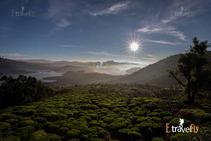 Ooty Budget Trip Sightseeing Holiday Tour Packages